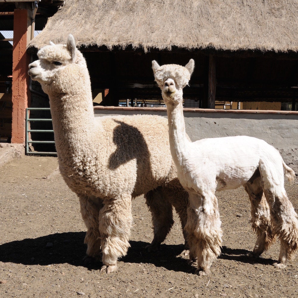 Kremke Soul Wool Babyalpaka sehr weich kuschelig 50g/100m